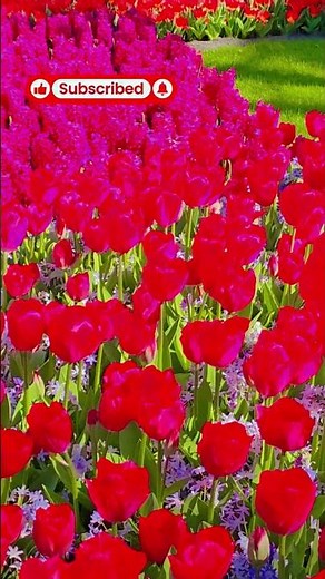 Amazing Tulip Fields in Holland 🇳🇱 | A Colorful Spring Paradise