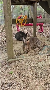 Bunnies Build Tunnel! #bunny #rabbit #animal #wildlifeentertainment #pets #nature #cute