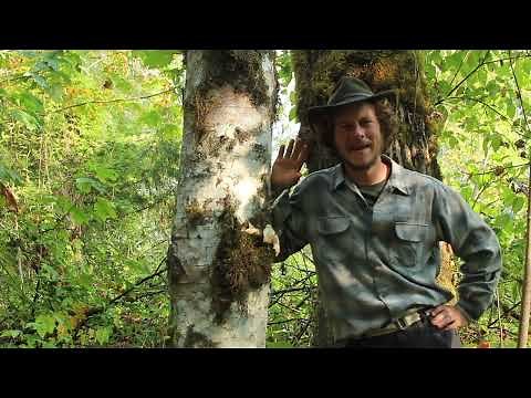 Tree Talks with Theo: Red Alder
