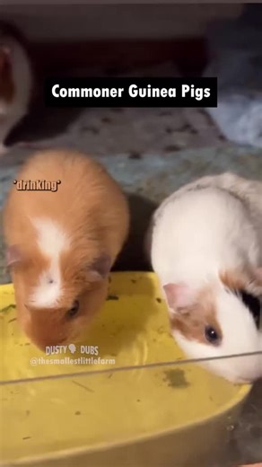 Water Connoisseur Conversations: Humor & Voiceovers