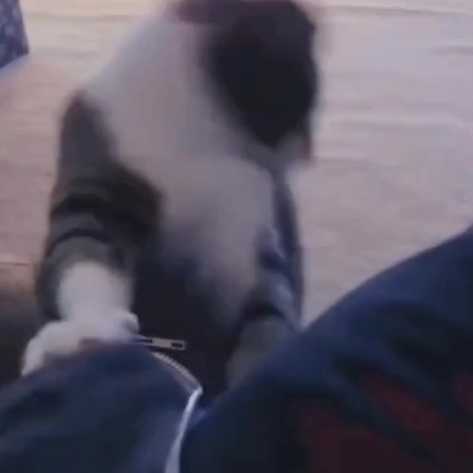 Crazy Cat Dance Meme Compilation for Cat Lovers