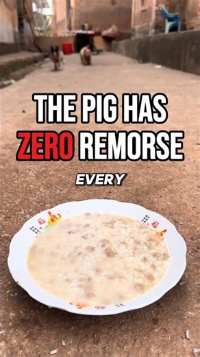 This pig has absolutely zero shame 😤