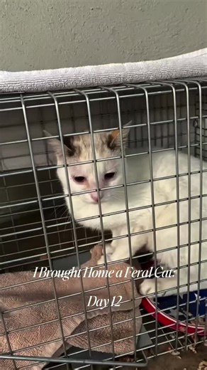 My Feral Cat Is Learning to Trust