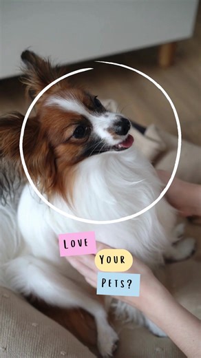 Pet hair on the couch. Paw prints on the floors. Life with pets = happy chaos 🐾 Let us handle the cleaning so you can enjoy the cuddles. ✔️ Pet-safe products ✔️ Fur & odor focused ✔️ Reliable, recurring cleanings Get a free quote today! https://tidyhausllc.com/ 612-643-9791 #petsoftiktok #petowners #petowner #housecleaningservice #housecleaners