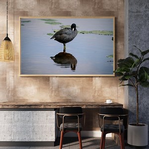 American Coot Digital Download – Wildlife Photography From Muscatatuck Refuge – Bird Print for Nature Lovers - Etsy Canada