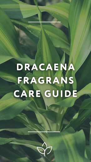 Dracaena Fragrans Care Guide: Tips for Healthy Plants