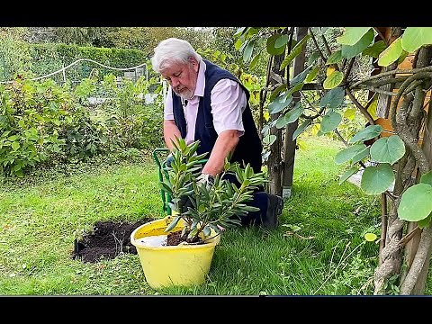 ALL THE RIGHT STEPS FOR PLANTING A RHODODENDRON PROPERLY (gardening, it feels good program No. 9)