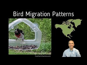 A Neat Map for Viewing Bird Migration Patterns