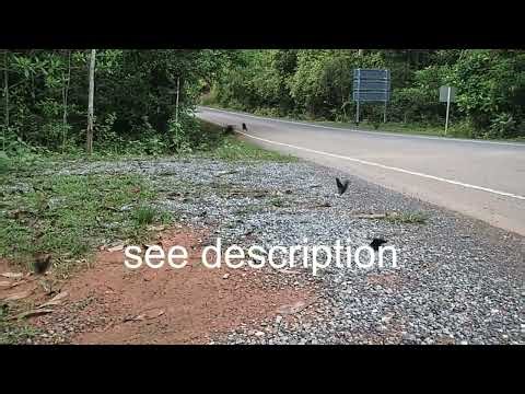 🦋 Best Time to See Butterflies in Khao Yai National Park 🌿✨