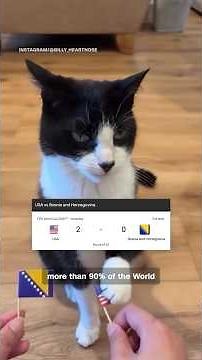 Meet the "Psychic" Cat Nailing Every World Cup Prediction
