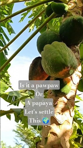 Is it a Pawpaw or a Papaya? 🤔 #Shorts