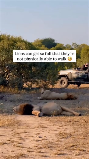 37K views · 725 reactions | Did you know! a lion can eat up to 40kg...