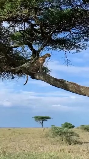 13K reactions · 69 shares | Serengeti National Park is one of...