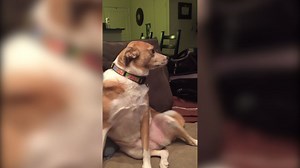 11 Hilarious Cases of Dog Shaming