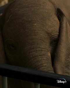1.4K reactions · 242 shares | Dumbo (2019), en streaming dès maintenant sur Disney+. | Disney+ | Facebook