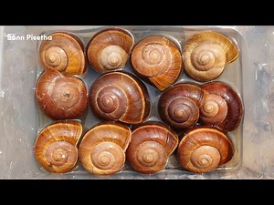Golden Land Snails In The Cannel In The Dry Season | Snails | Sann Pisetha