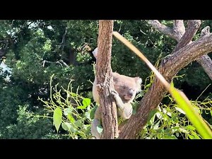 Young Koala Shows Off Amazing Tree Climbing Skills!