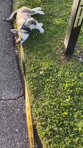 189K views · 4.5K reactions | What you NEED To know before getting a...