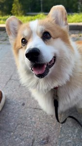 😋😋😋 #Коргікиїв #київ #коргикиев #loyd #лойд лойдкорги corgipuppy corginstagram corgiworld corgilife corgination thekingcorg коргиукраина коргі dog dogsofinstagram kyiv kiev ukraine myfavcorgi corgi dogmeme dogmemes corgis corgipuppy weeklyfluff dogparents corgiplanet reels corgisftw pets | Loyd The Corgi