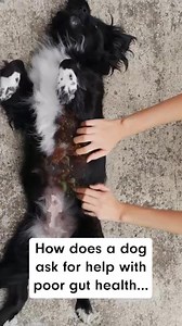 If your dog was silently asking for help with poor gut health… would you answer with this chew? 🤔 | PetLab Co.