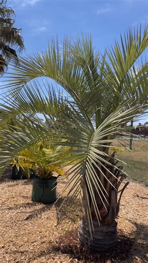 Butia capitata AKA Wine Palm Frost and drought tolerant. Another slow growing beauty, Wine Palms are great for those wanting something that won’t grow too tall. | Palm Life