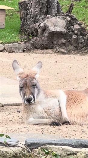 Taronga zoo Sydney
