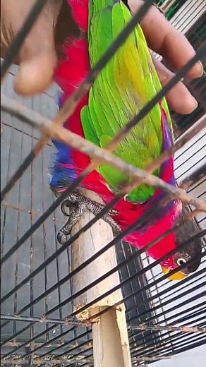 ciri-ciri burung nuri kepala hitam betina