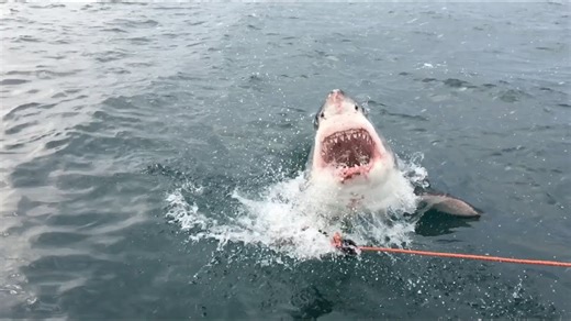 Giant great white Cali slowmo