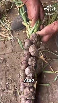 Why Garlic Is Braided