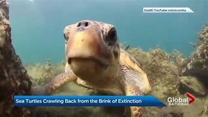 Sea turtles crawling back from the brink of extinction
