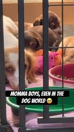 Just something about a boy & his momma!🥹🤎 #puppies #dachshunds