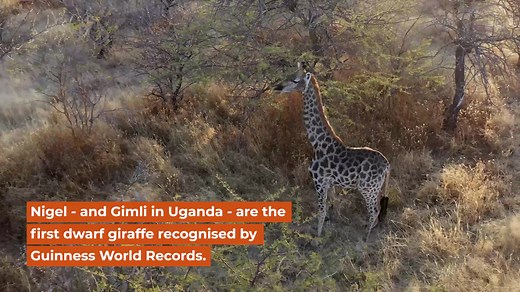 Meet Nigel, the smallest fully grown giraffe in the world. Nigel - and Gimli in Uganda - are the first dwarf giraffe recognised by Guinness World Records. Nigel may be a little goofy, but he has a group of mates who look out for him at his home in Namibia. Stand tall with Nigel and GCF to save all giraffe in Africa! Guinness World Records Conservation Film Company - Sean Viljoen | Giraffe Conservation Foundation