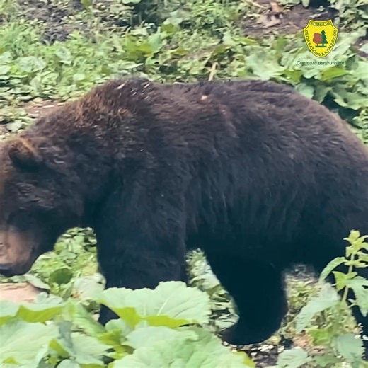 116K views · 3.3K reactions |  Imagini spectaculoase cu câteva...