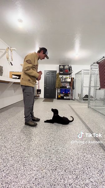 Teaching Your Black Labrador Puppy to Lay Down