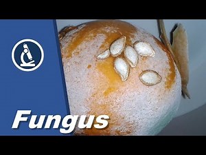 🔬 024 - How to observe MOULD SPORES under the microscope