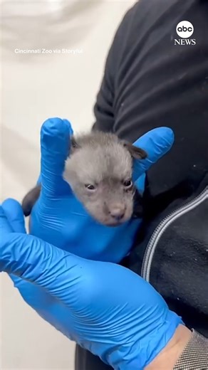 72K views · 2.3K reactions | The Cincinnati Zoo in Ohio is celebrating the birth of an adorable new addition to the zoo — a baby bat-eared fox. https://abcnews.visitlink.me/JOE0Hs | ABC News | Facebook