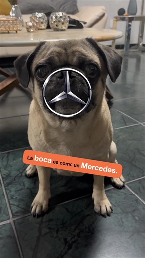 Pug Car Lovers: The Luxury Ride of Un Pug Pelon