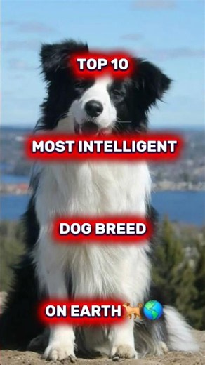 Top 10 Most Intelligent Breeds in the World (Number 1 Will Surprise You!) #dog #dogshorts