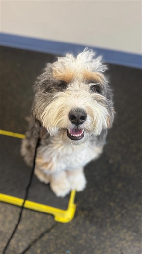 Fit Dog 🐾 Canine Fitness & Wellness | These dogs are coming back stronger! We have dogs of all ages in this video. Exercise is great for mental and physical stimulation! | Instagram