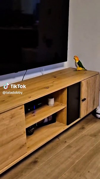 Parrot shakes his hips like a latina! . . #pets #parrots #bird #fyp #dance