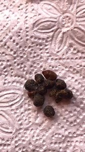 4.4K views · 26 reactions | A quick overview on rabbit droppings for bunny parents | Barefoot Rescue | Facebook