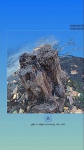 Photogrammetry of tree stumps in the park #3dgamedevelopment #3dmodel #gamedev #3dprinting