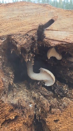 It's the season for brush clearing around your property! | Dirt Nerd Earthworks & Waterfeatures