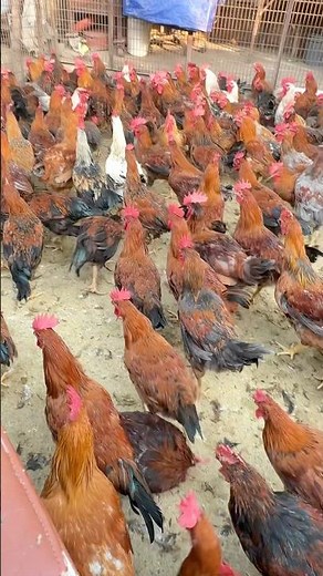 Wholesale Murga Mandi In ghazipur Delhi #shortvideo #fish #rrrm