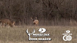487 reactions · 41 shares | It's Deer Season on Mossy Oak GO! Enjoy our collection of whitetail videos from your phone, tablet or favorite streaming device! | Mossy Oak | Facebook