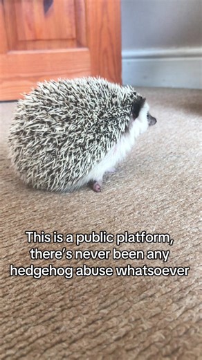Yes some of these are definitely targeted 🫶 Please ask any questions in the comments! ❤️🦔 #Fyp#trend#hedgehogsoftiktok#cuteanimals#petcare#funnyanimals#cuteanimals