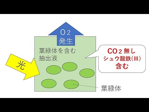 ヒルの実験・ヒル反応【光合成】 高校生物発展