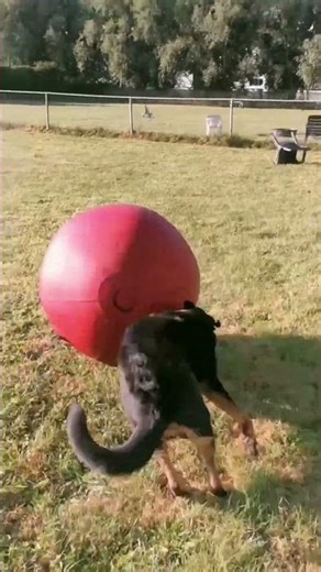 CollieBall, Original Herding Ball For Dogs