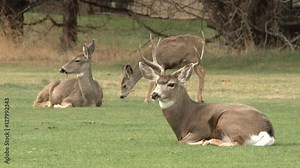 A family of white tailed mule deer relax out in the wild in Oregon. Stock Video