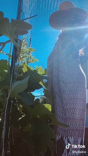 Loving these trellis arches #verticalgarden #smallgardenideas #gardentips #beginnergardenersoftiktok #blackgardenerstiktok